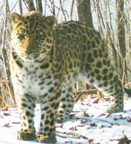 Теперь он Тайфун. Фото ФГБУ «Земля леопарда»