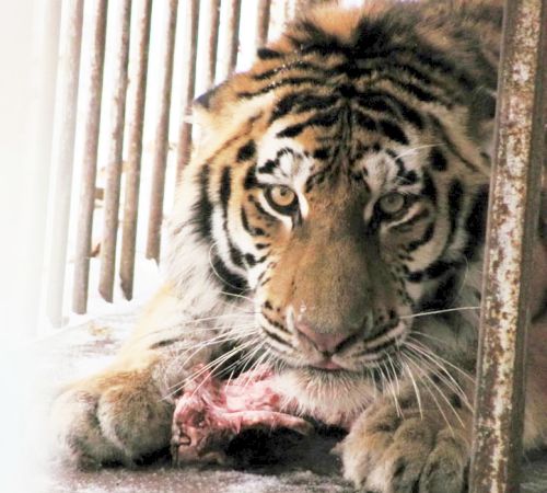 Голодного Упорного сразу накормили. Фото  предоставлено Центром реабилитации диких животных «Утес».