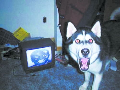 «Фактически проживают. Злая собака»