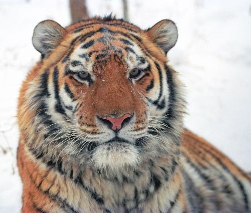 Всех амурских тигров посчитают. Фото Василия Солкина / WWF России