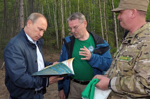 Владимир Путин лично выпустил в тайгу амурских тигров: Борю, Кузю и Илону. Фото пресс-службы президента России