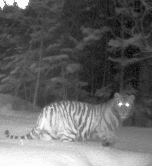 Амурский тигр в фотоловушке. Фото «Анюйский национальный парк»