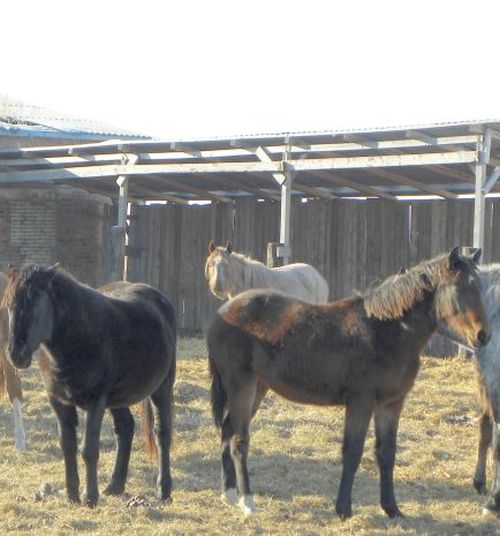 Табун лошадей буденовской породы, с.Башмак ЕАО, Ленинский район. Кто их хозяин? Фото: «Газета на Дом».
