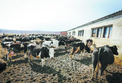 Где теперь пасти коров?