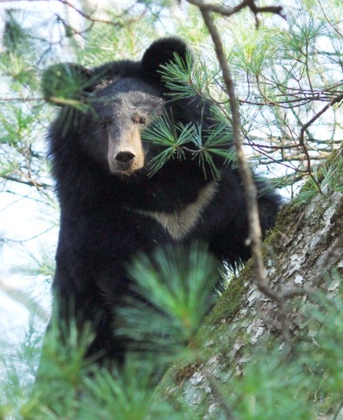 Гималайский медведь - обитатель кедрово-широколиственных лесов. Фото С.А. Колчина