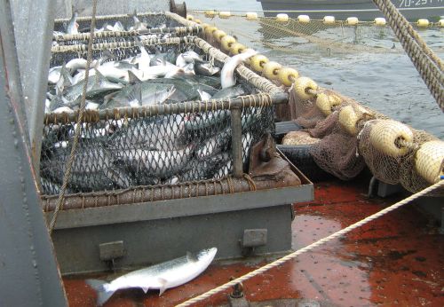 Рыбы - море. Фото С.Балбашова