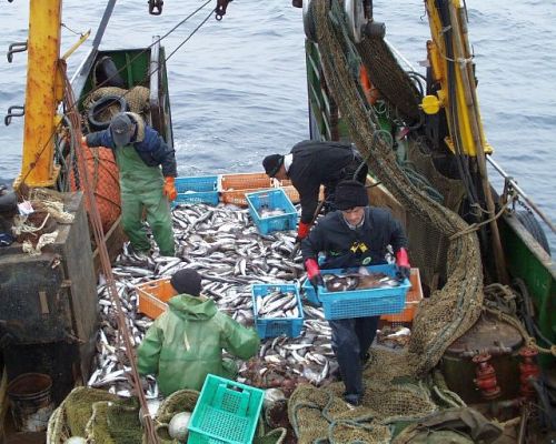 Грядущий запрет дрифтерного промысла уже напряг наши отношения с Японией и грозит разорением тех самых российских компаний, о которых Владимир Владимирович предложил позаботиться