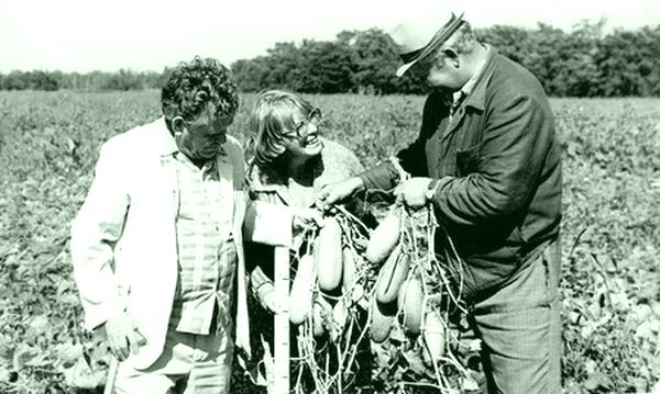 Директор ДальНИИСХ академик Казьмин (слева) любил выезжать в поля с селекционером Ольгой Мигиной (в центре). Фото из архива Ольги Николаевны Мигиной. Перефото Андрея Мирмовича