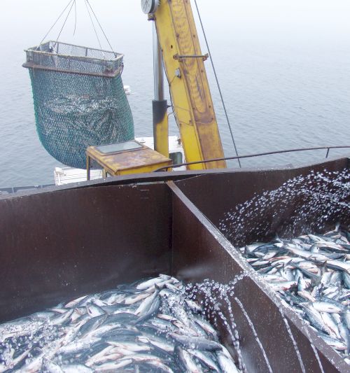 Большая рыбалка. Фото Сергея Балбашова.