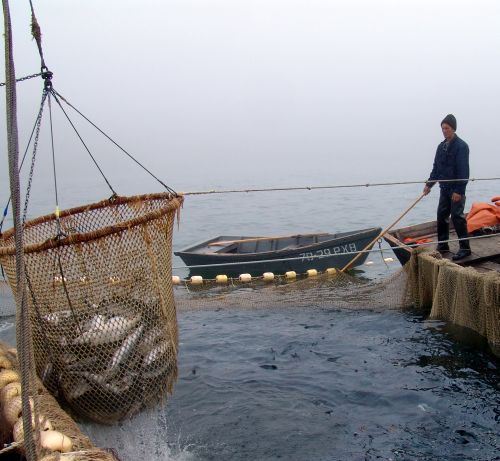 Вот такой улов! Фото Сергея Балбашова