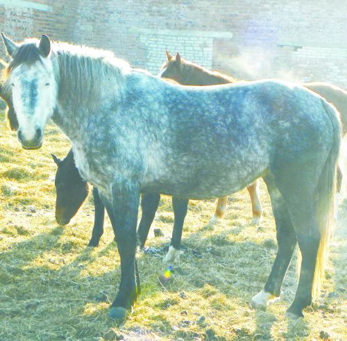 Яблочная лошадь на ферме ФГУП «Башмак». От нее тоже отказались!
