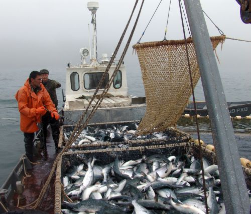 Рыбаки настаивают: если район промысла чист и экологически безопасен - в лабораторном анализе нет необходимости. Фото Сергея Балбашова.