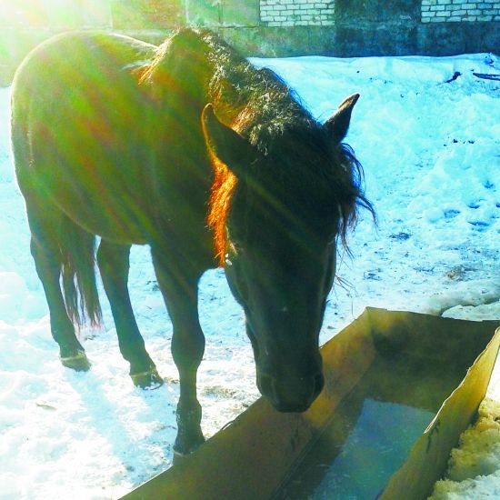 Чей это конь?