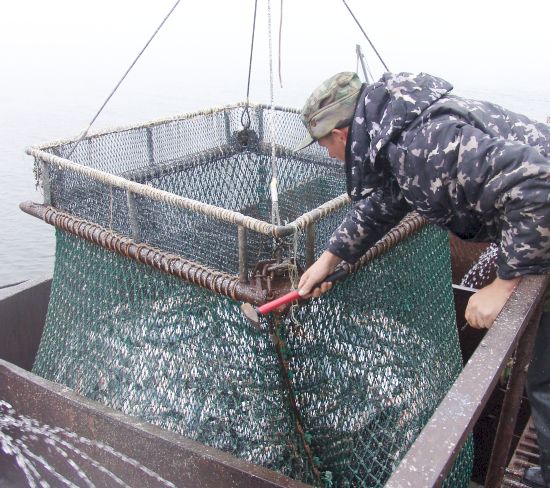 Путина. Фото С. Балбашова