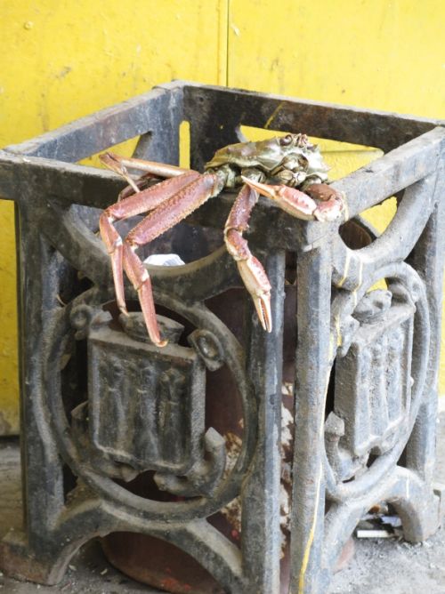 Краб в урне. Фото Виктора Гуменюка.