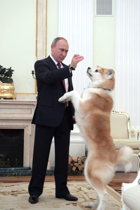Собаку Юмэ породы акита-ину Владимиру Путину в июле 2012 года подарили власти японской префектуры Акита.