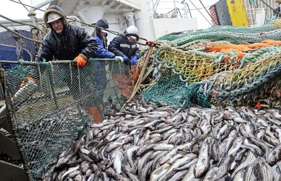 Добыча минтая в Охотском море/АО «Гидрострой»