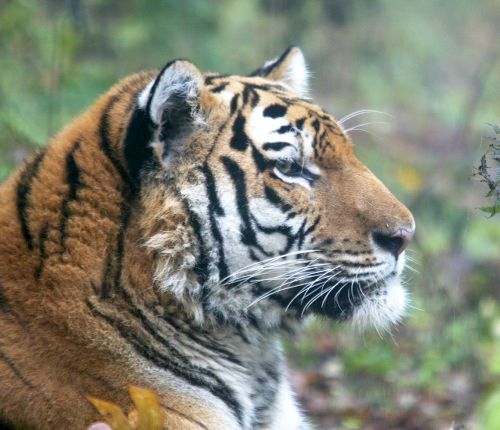 Амурский тигр занесен в Красную книгу РФ. Фото Владимира Филонова, WWF России