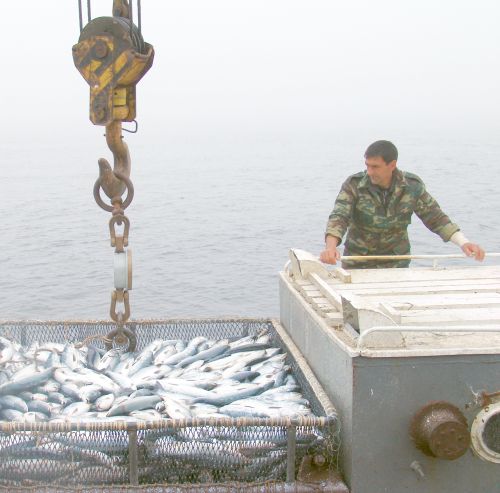 Фото Сергея Балбашова.