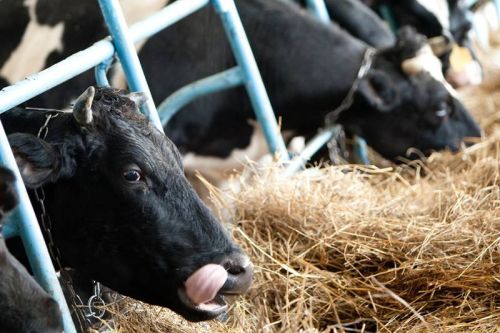 Буренки Сахалина