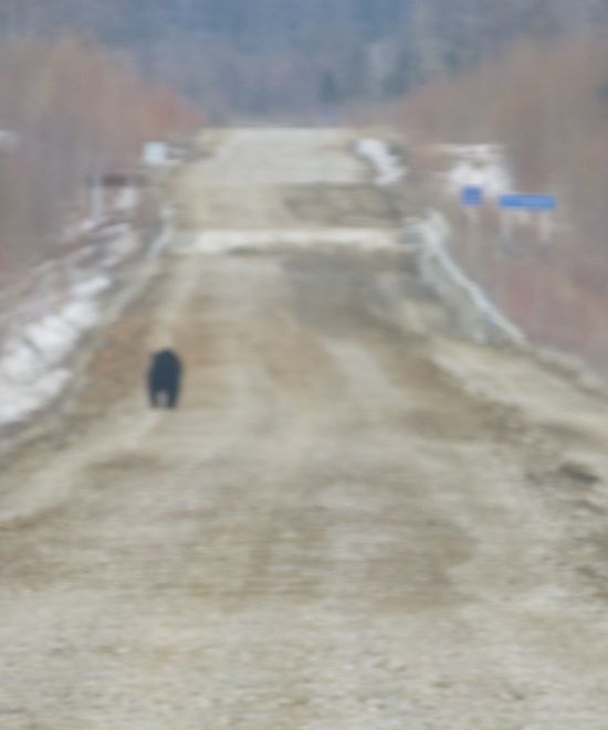 По мариинской дороге (болоту?) к ОНФ бежит медведь - символ «Единой России». Качество снимка соответствует присланному ОНФ.