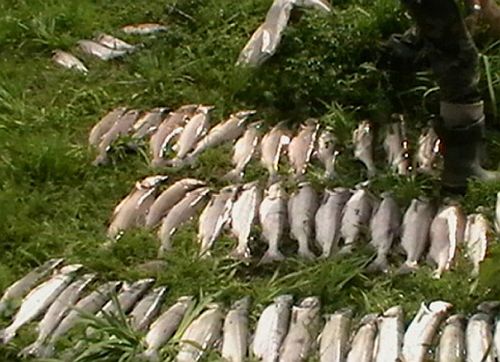 Руководство теруправления Росрыболовства не смущает, что огромный район останется вообще без присмотра