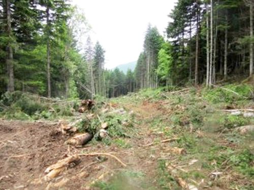 Расчистку трассы под канатную дорогу по договору с СТК «Горный воздух» ведет ОАУ «Южное лесное хозяйство»
