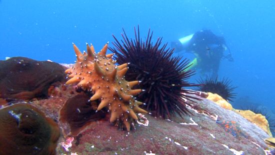 На дне морском