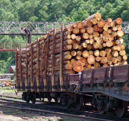 Наша липа идет в Китай! Фото Сергея Балбашова