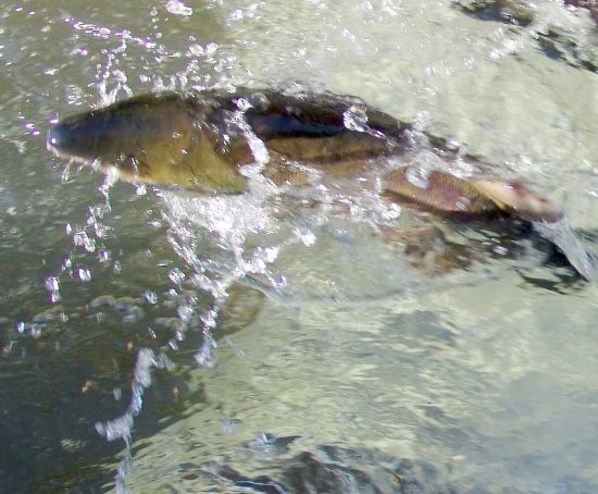 Было время - была рыба… Фото Сергея Балбашова