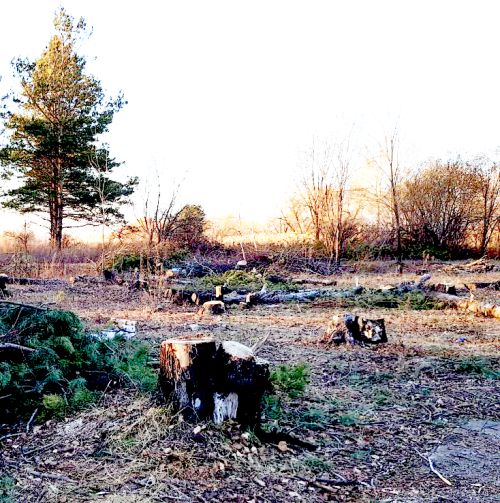 Кто ответит за вандализм в парке Победы села Красивое Бирофельдского поселения Биробиджанского муниципального района, куда люди в течение пятидесяти лет приходили в святой для россиян день - 9 мая?