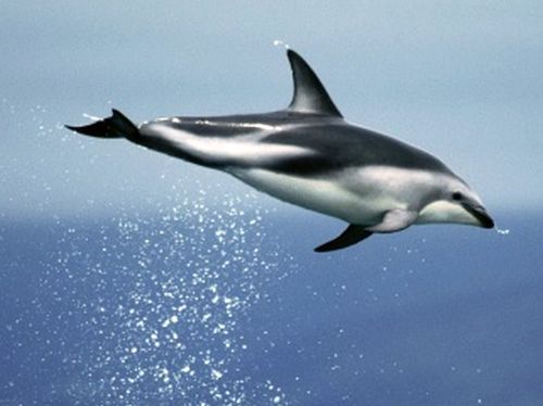 Ущерб от незаконного промысла дельфинов, одного из умнейших представителей животного мира, радующих человечество и не раз спасавших людей, оценили в 5 тысяч 480 рублей за одну особь