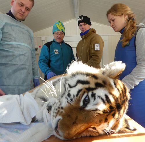 Фото с операции в с. Алексеевка - Павел Фоменко /WWF России