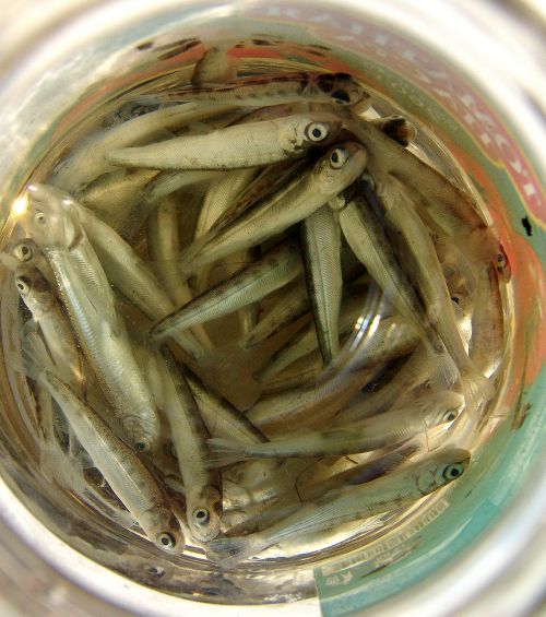 Фото Сергея Балбашова