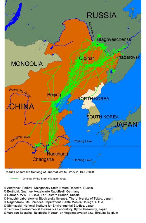 Изучение миграции дальневосточного аиста с использованием GPS-передатчиков