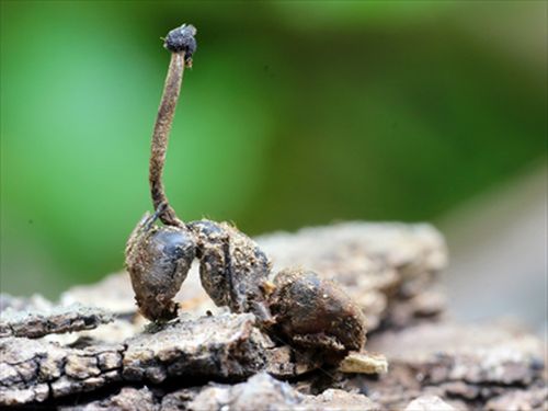 Гриб растет из головы муравья-древоточца, ранее он был зомбирован этим грибом кордицепсом однобоким. Фото - Илья Винер (образец Евгения Антонова)