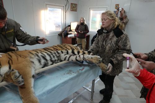 Тигрица перед отправкой из Приморья в Западную Сибирь