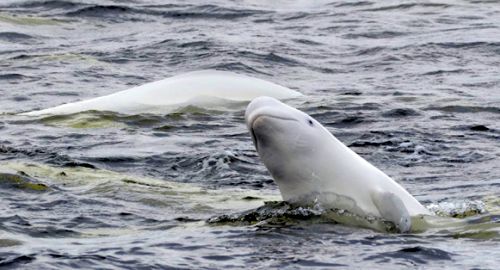 11 косаток и 90 белух в денежном эквиваленте - это почти $19 000 000. В общем-то не такая уж и большая сумма. Для богатой России.