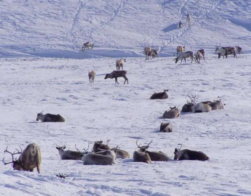 Речь идет не о квартире, а об острове размером с небольшое европейское государство. Фото "Карагинский.рф"