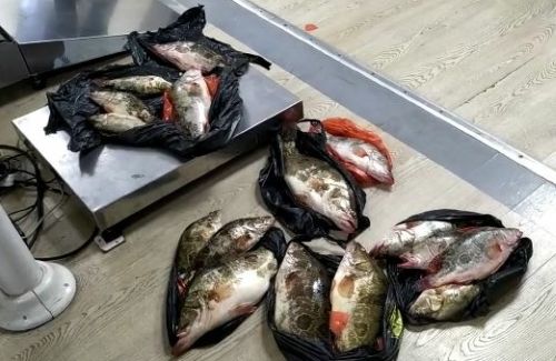  Часть особей, незаконно изъятых из природы браконьерами, были с икрой. Фото автора