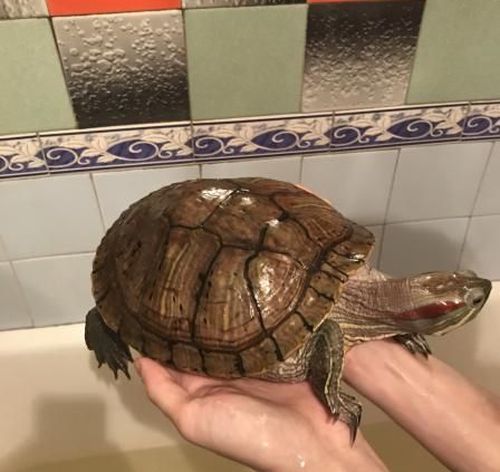 Красноухая черепаха