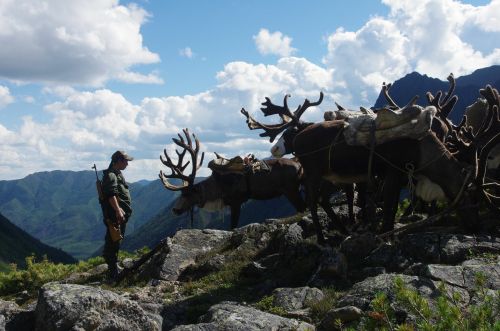 Александра Красикова с вьючными оленями на перевале в бассейне реки Сивактыляк. Фото Сергея Подольского