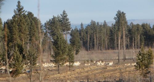 В этот раз число дзерена-мигранта превышает все предыдущие. Фото Виктора Яшнова, Сохондинский заповедник