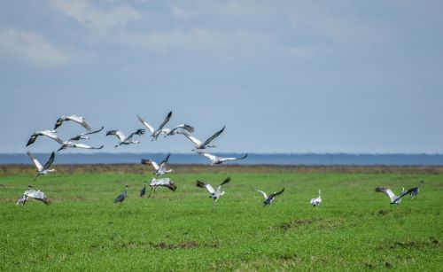 Даурские журавли, фото Анны Барма, WWF России
