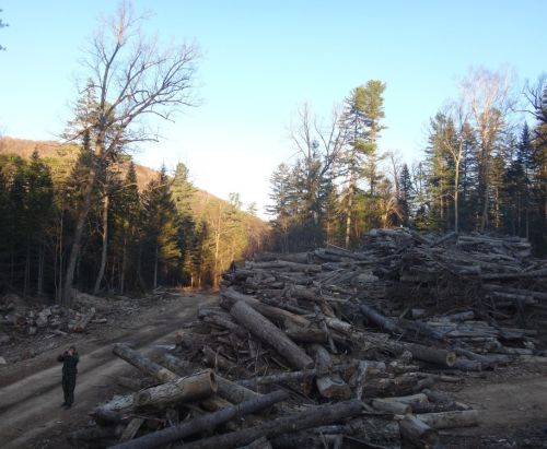 Склад с брошенной древесиной в Приморском крае. Фото Анатолия Кабанца, WWF России