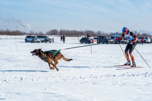 На старте Беркут буквально «рвался в бой» и его приходилось удерживать. Фото пресс-службы ГУ МЧС