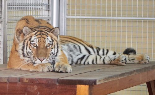  Таисия – очень красивая тигрица. У нее спокойный, уравновешенный характер, она общительна и игрива. Фото пресс-службы Новосибирского зоопарка им. Р.А. Шило