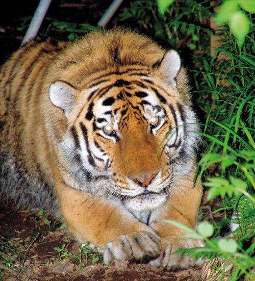 Амурский тигр. Фото Сергея Балбашова.
