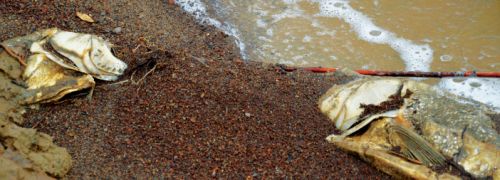 По мнению специалистов, на гибель карасей и толстолобиков могли повлиять и фермеры