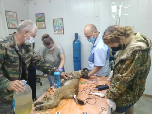 Полночи рысь отмывали от битума. Фото МРОО Центр Тигр